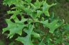 image of Quercus ilicifolia