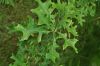 image of Quercus ilicifolia