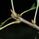 image of Strophosoma melanogrammum