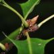image of Quercus ilicifolia
