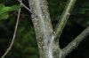 image of Quercus ilicifolia