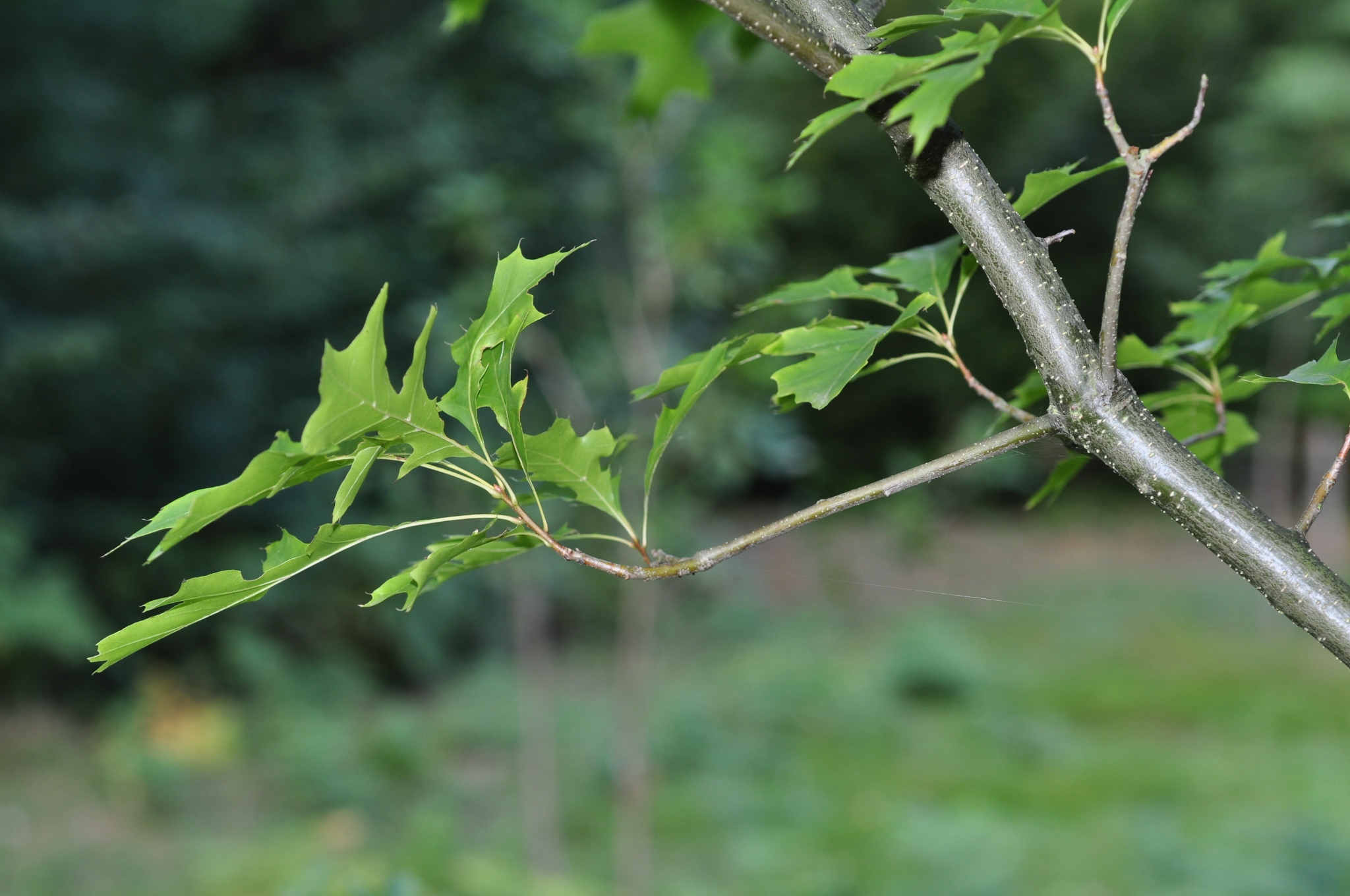 Fagaceae Quercus ilicifolia