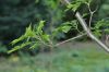 image of Quercus ilicifolia