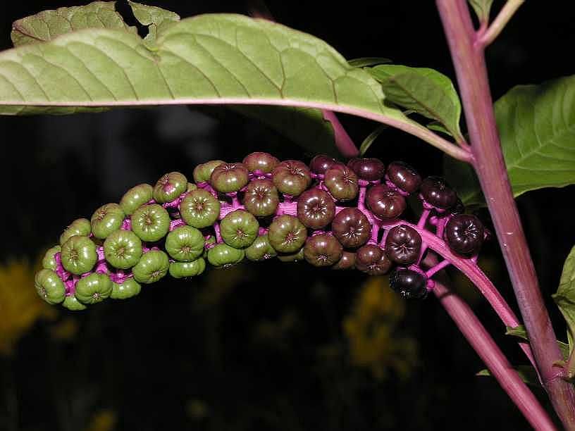 Phytolaccaceae Phytolacca americana