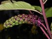 image of Phytolacca americana
