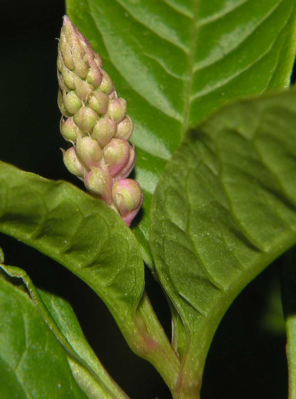 Phytolaccaceae Phytolacca americana