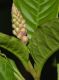 image of Phytolacca americana