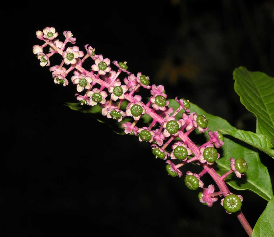Phytolaccaceae Phytolacca americana