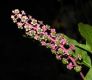 image of Phytolacca americana