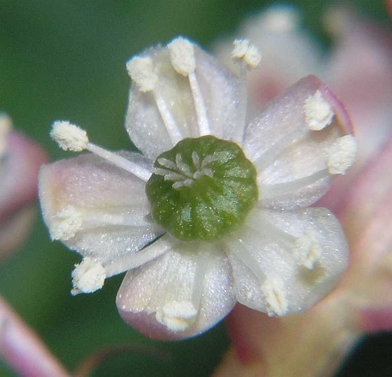 Phytolaccaceae Phytolacca americana