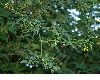 image of Jasminum humile