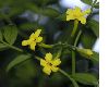 image of Jasminum humile