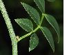 image of Jasminum humile