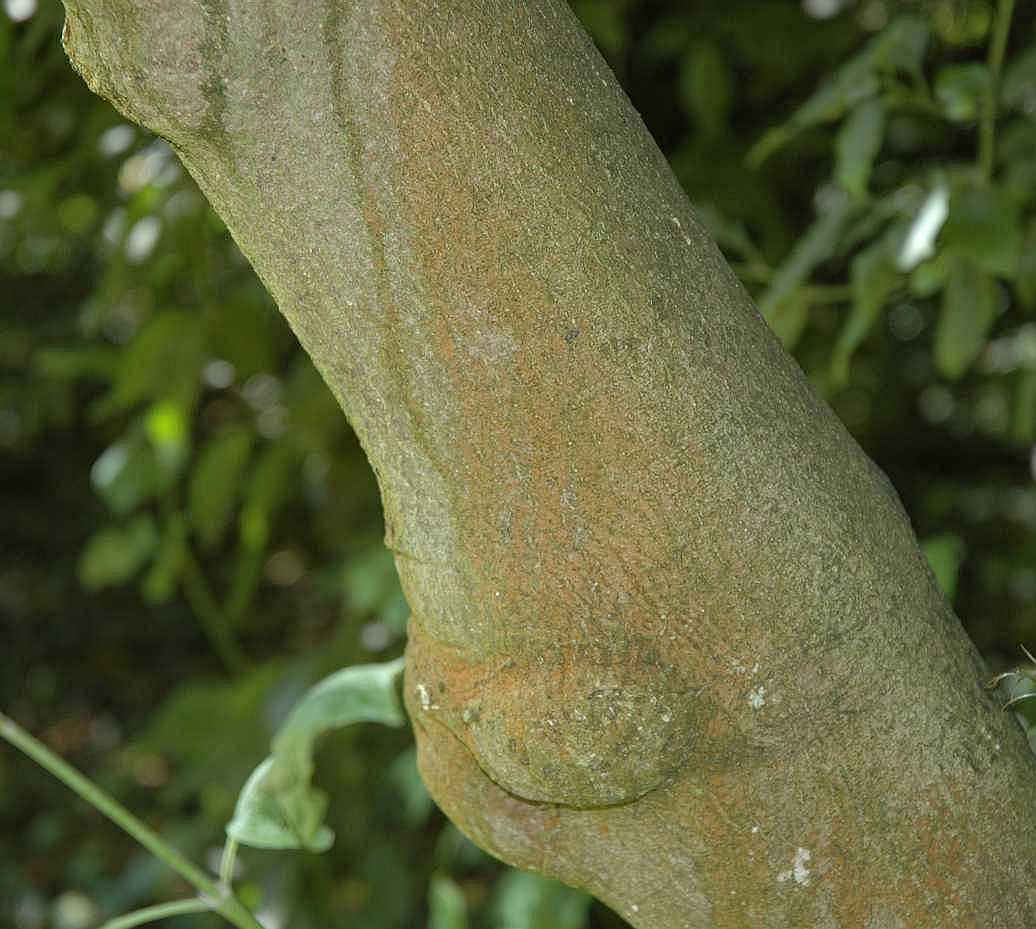 Cornaceae Alangium platanifolium