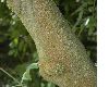 image of Alangium platanifolium
