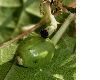 image of Alangium platanifolium
