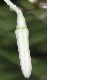 image of Alangium platanifolium
