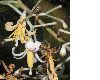image of Alangium platanifolium
