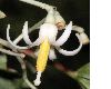 image of Alangium platanifolium