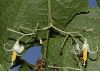 image of Alangium platanifolium