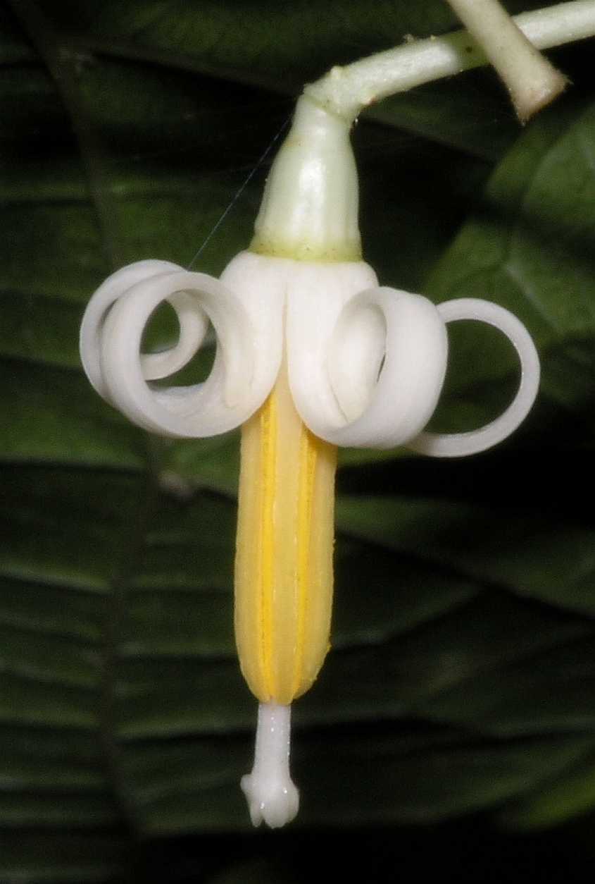 Cornaceae Alangium platanifolium