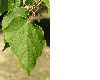 image of Alangium platanifolium