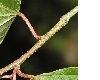 image of Alangium platanifolium