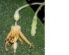 image of Alangium platanifolium