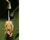 image of Alangium platanifolium