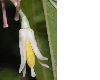 image of Alangium platanifolium