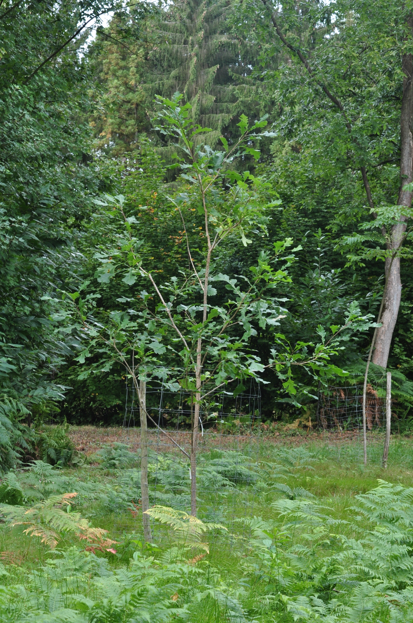 Fagaceae Quercus macrocarpa