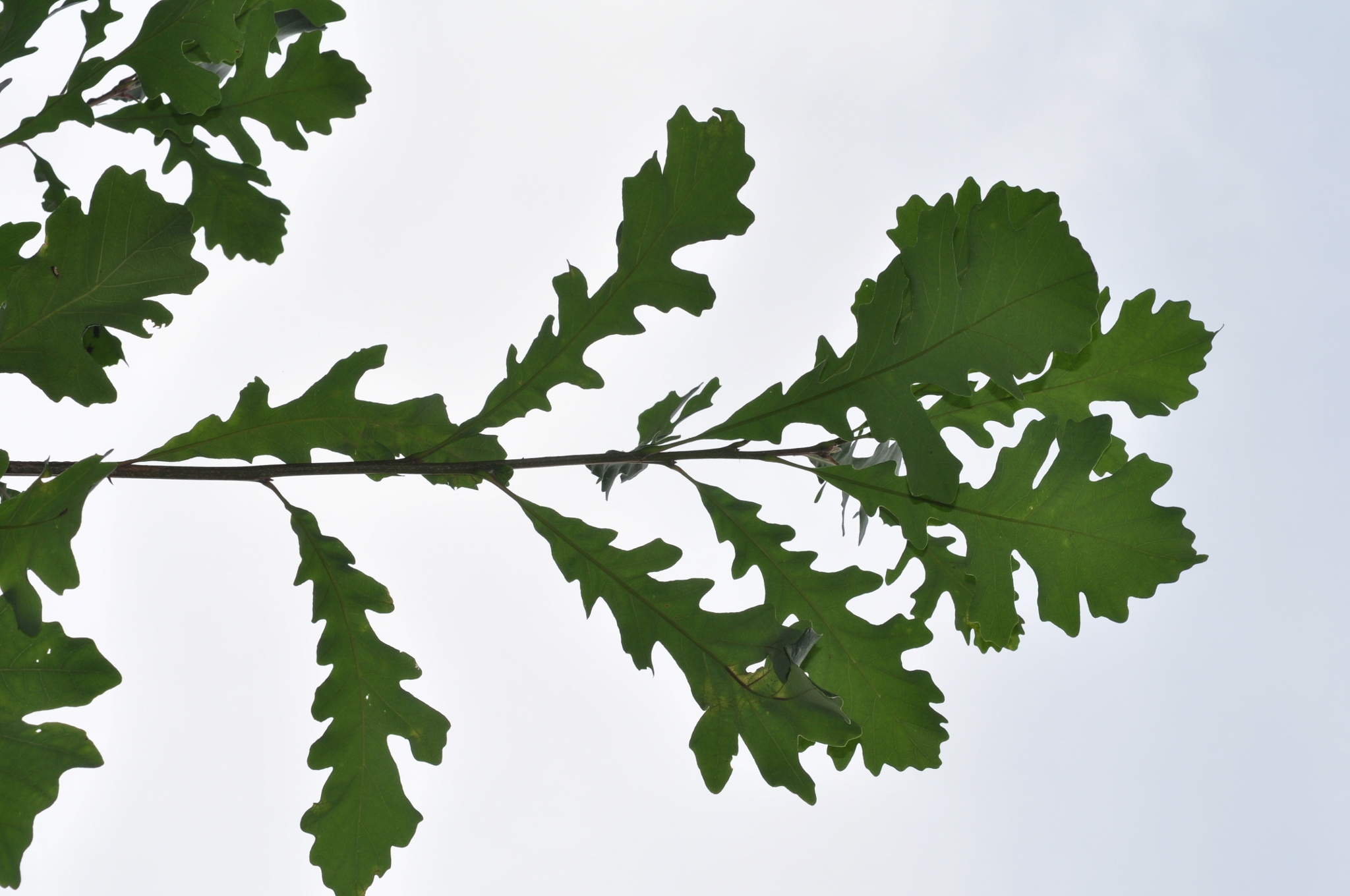 Fagaceae Quercus macrocarpa