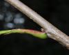 image of Quercus macrocarpa