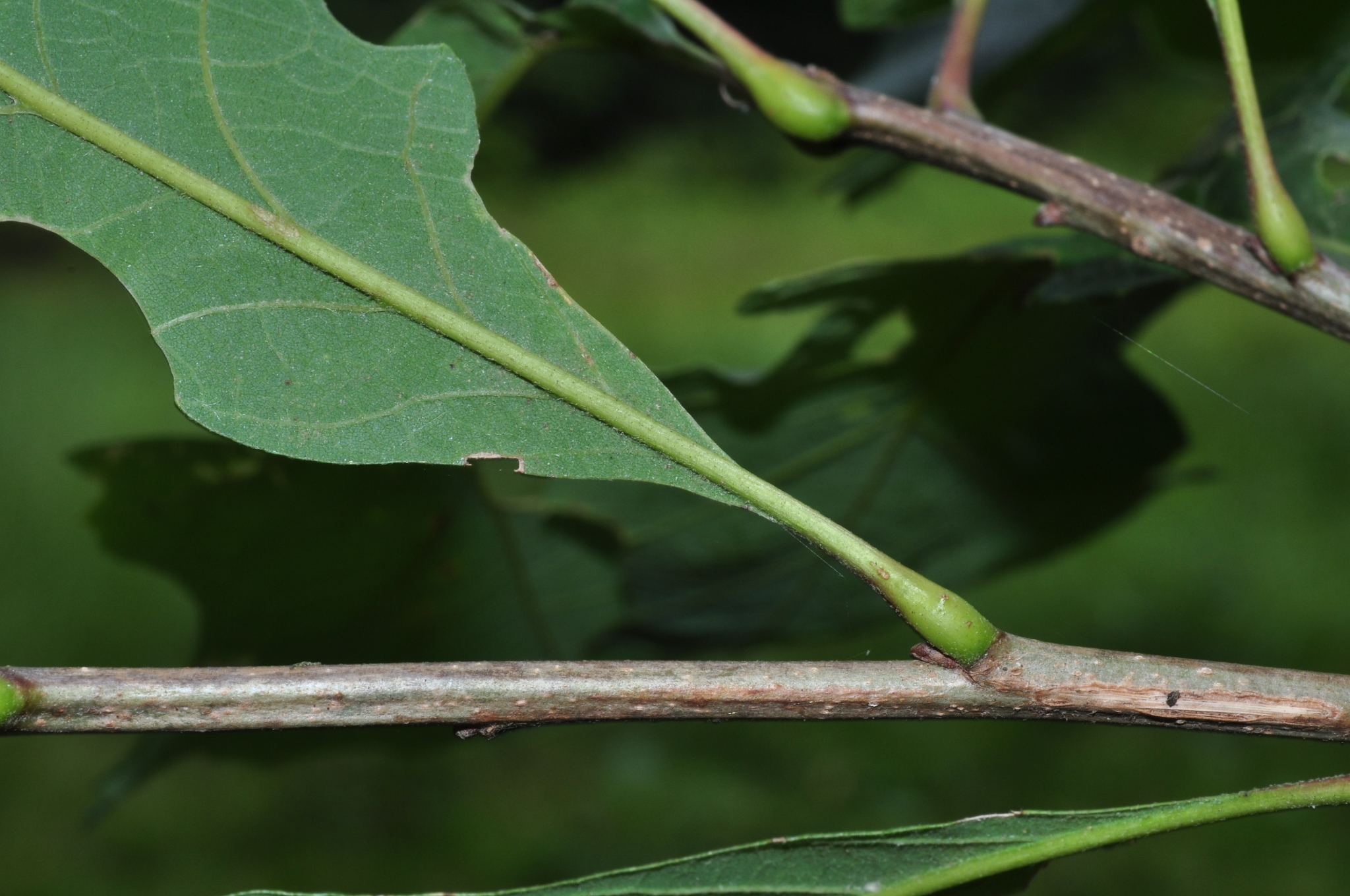 Fagaceae Quercus macrocarpa