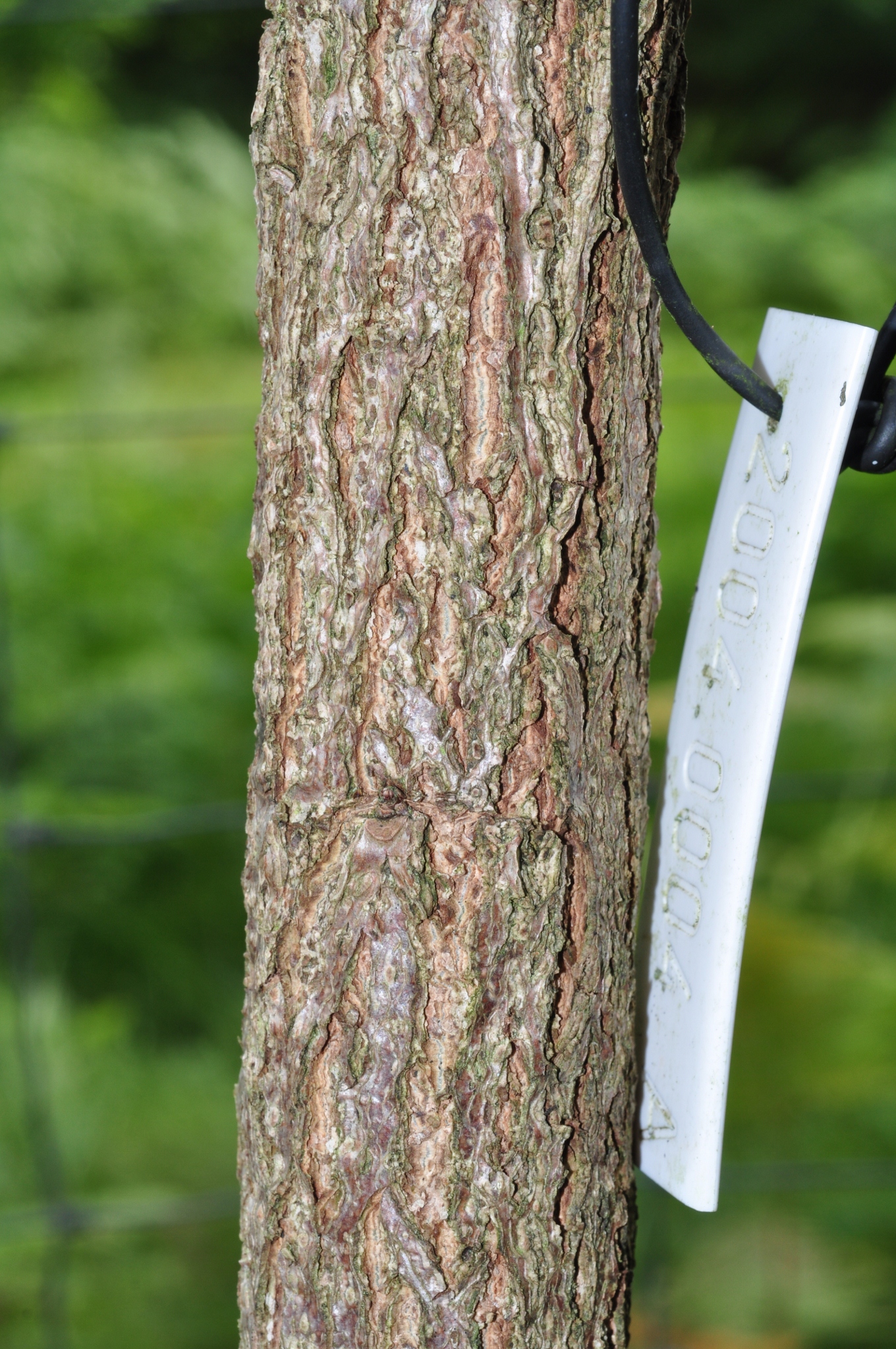 Fagaceae Quercus macrocarpa