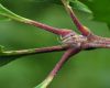 image of Quercus macrocarpa