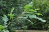 image of Quercus macrocarpa