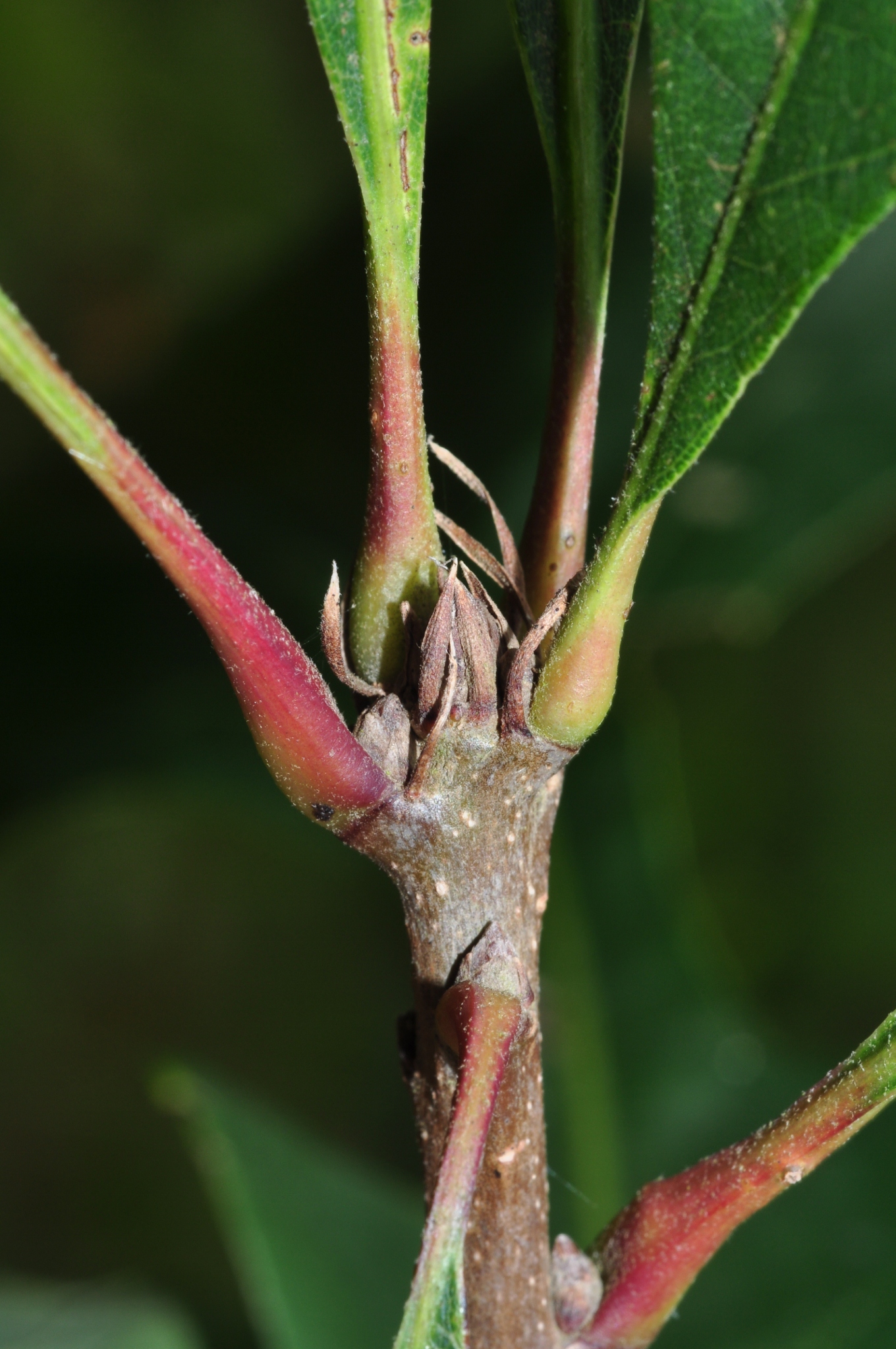 Fagaceae Quercus macrocarpa
