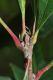 image of Quercus macrocarpa
