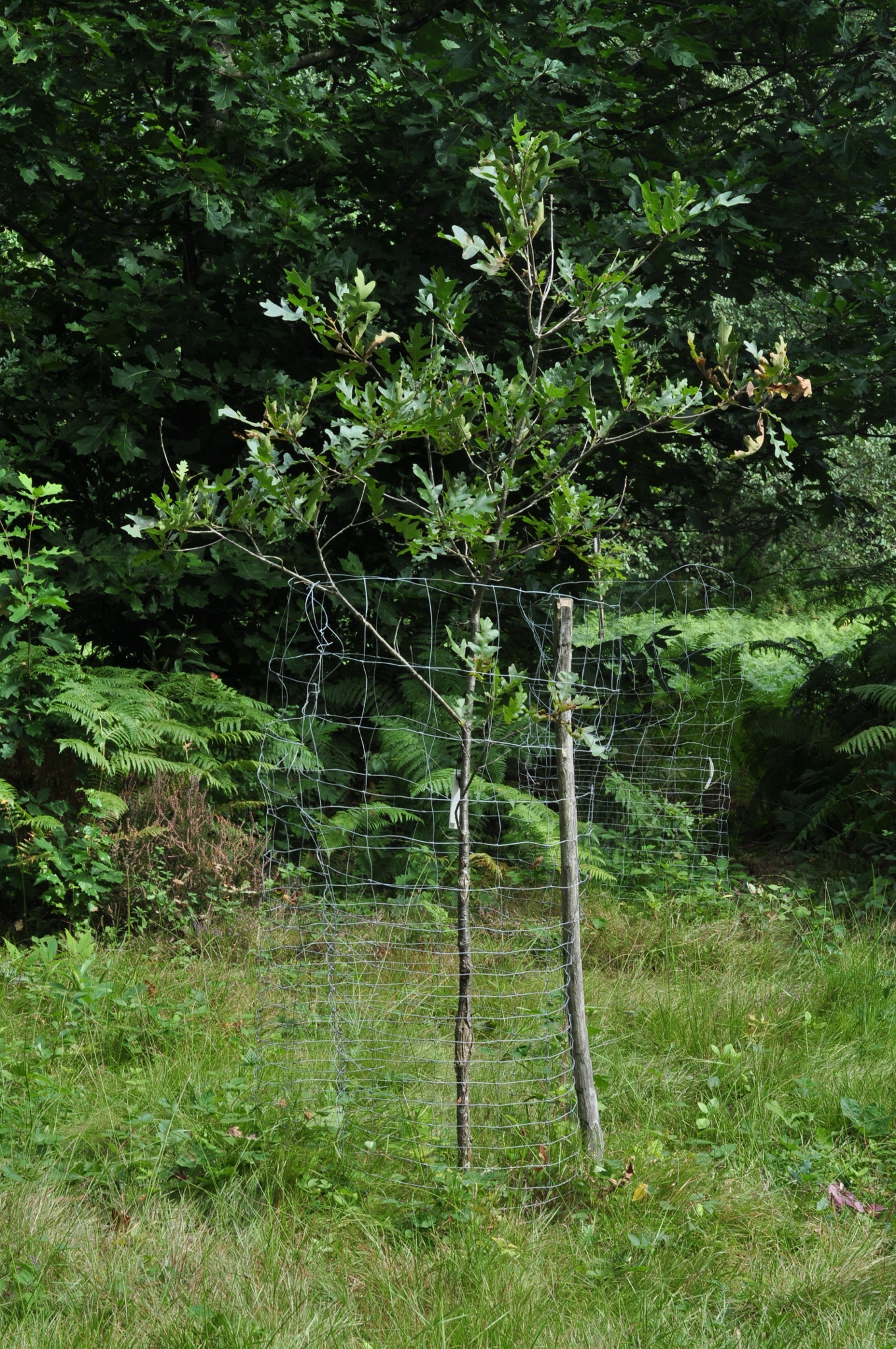 Fagaceae Quercus gambelii