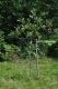 image of Quercus gambelii