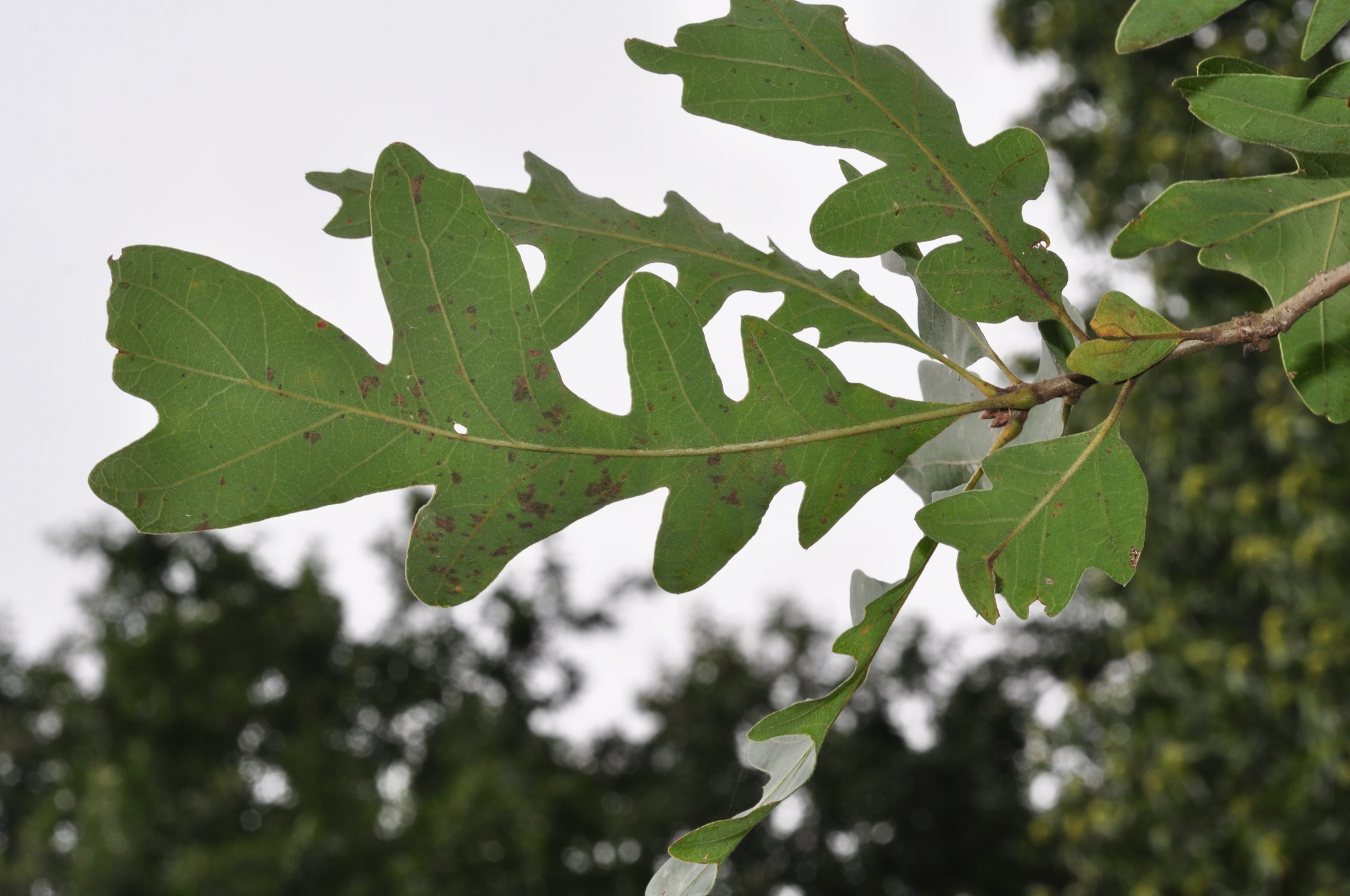 Fagaceae Quercus gambelii