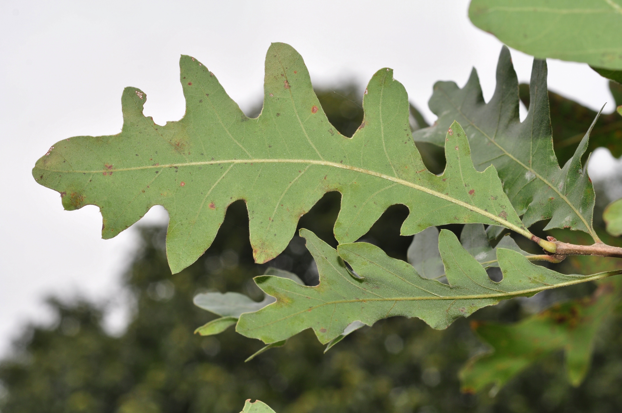 Fagaceae Quercus gambelii