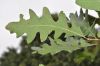 image of Quercus gambelii