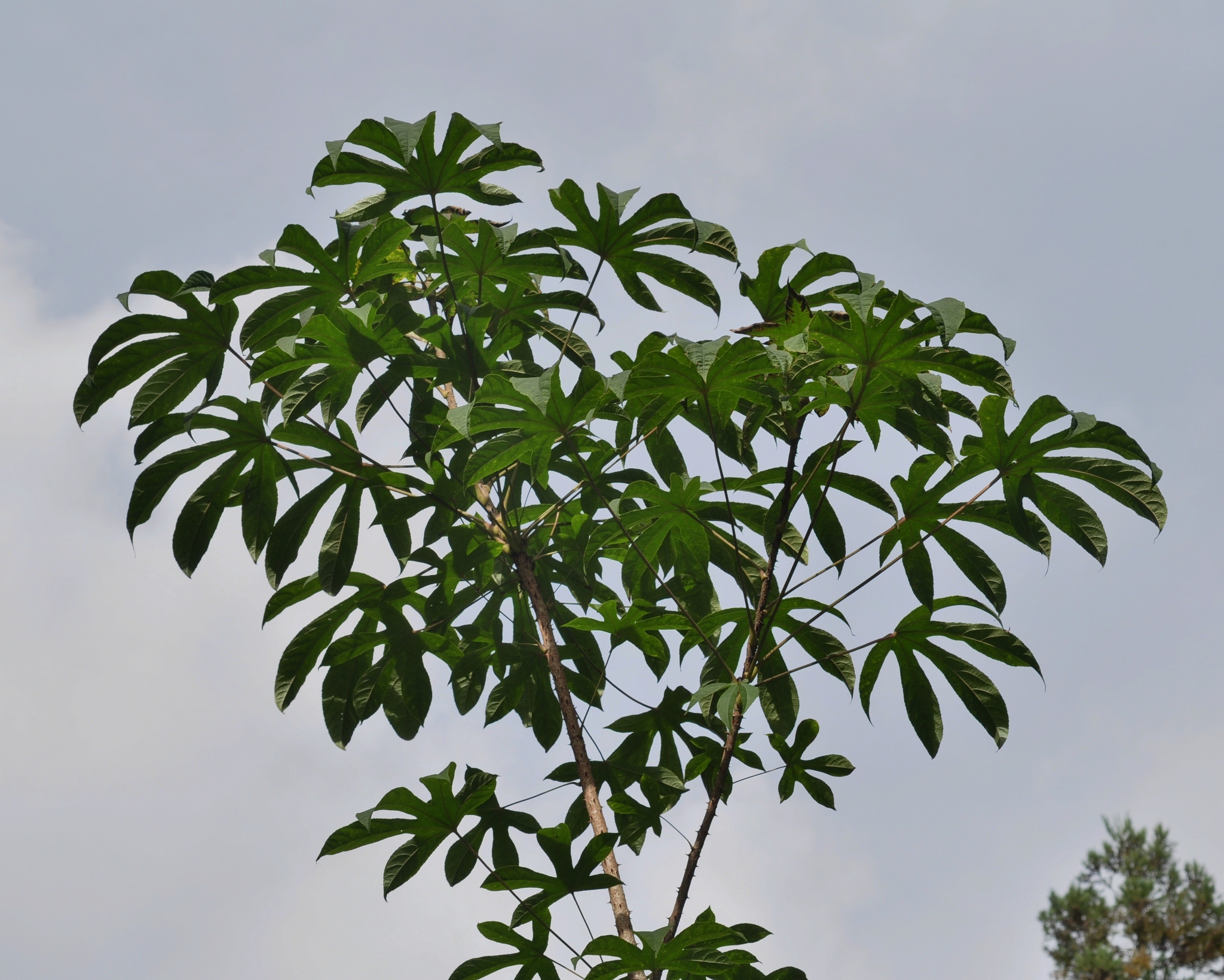 Araliaceae Kalopanax pictus