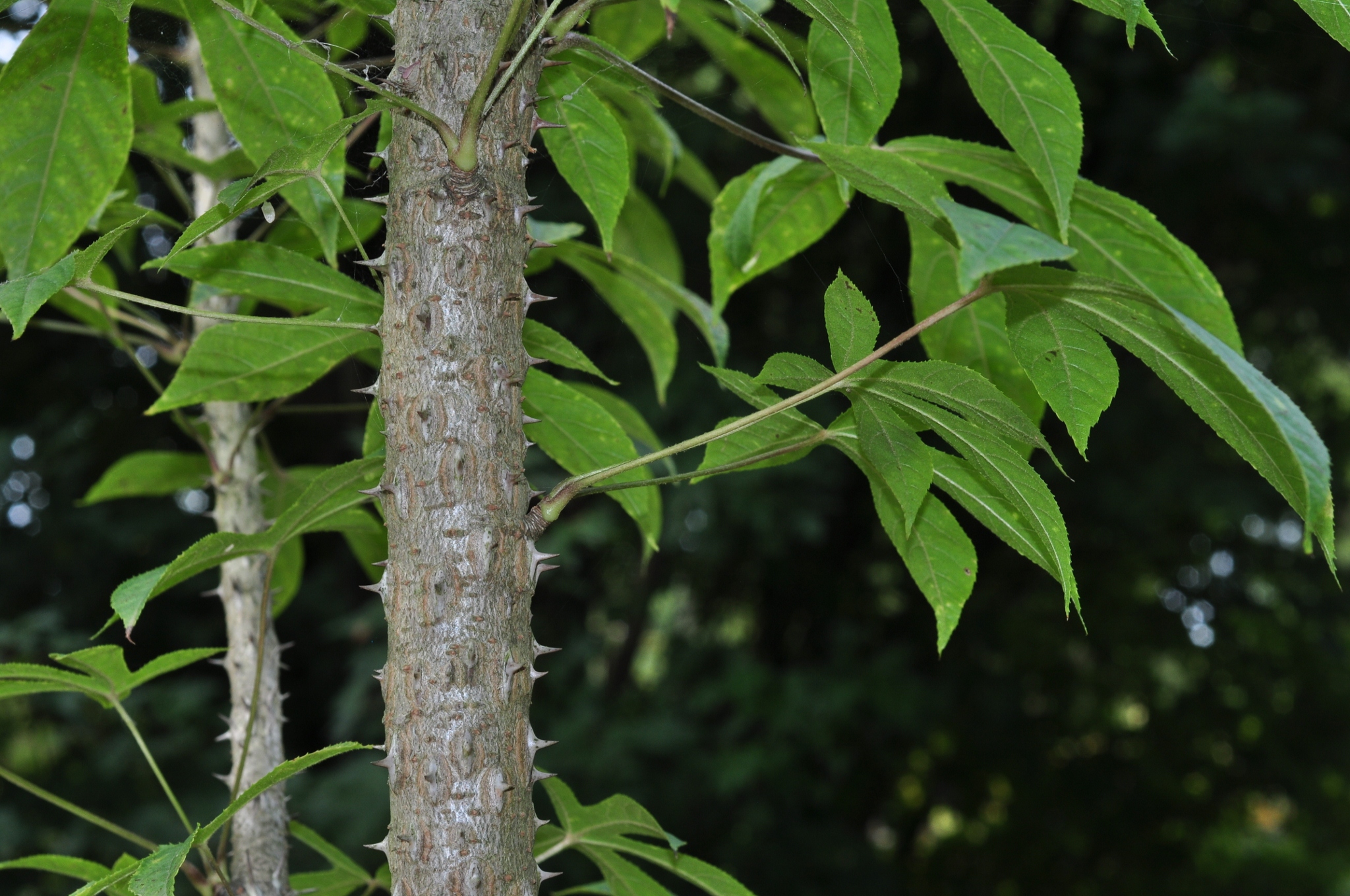 Araliaceae Kalopanax pictus