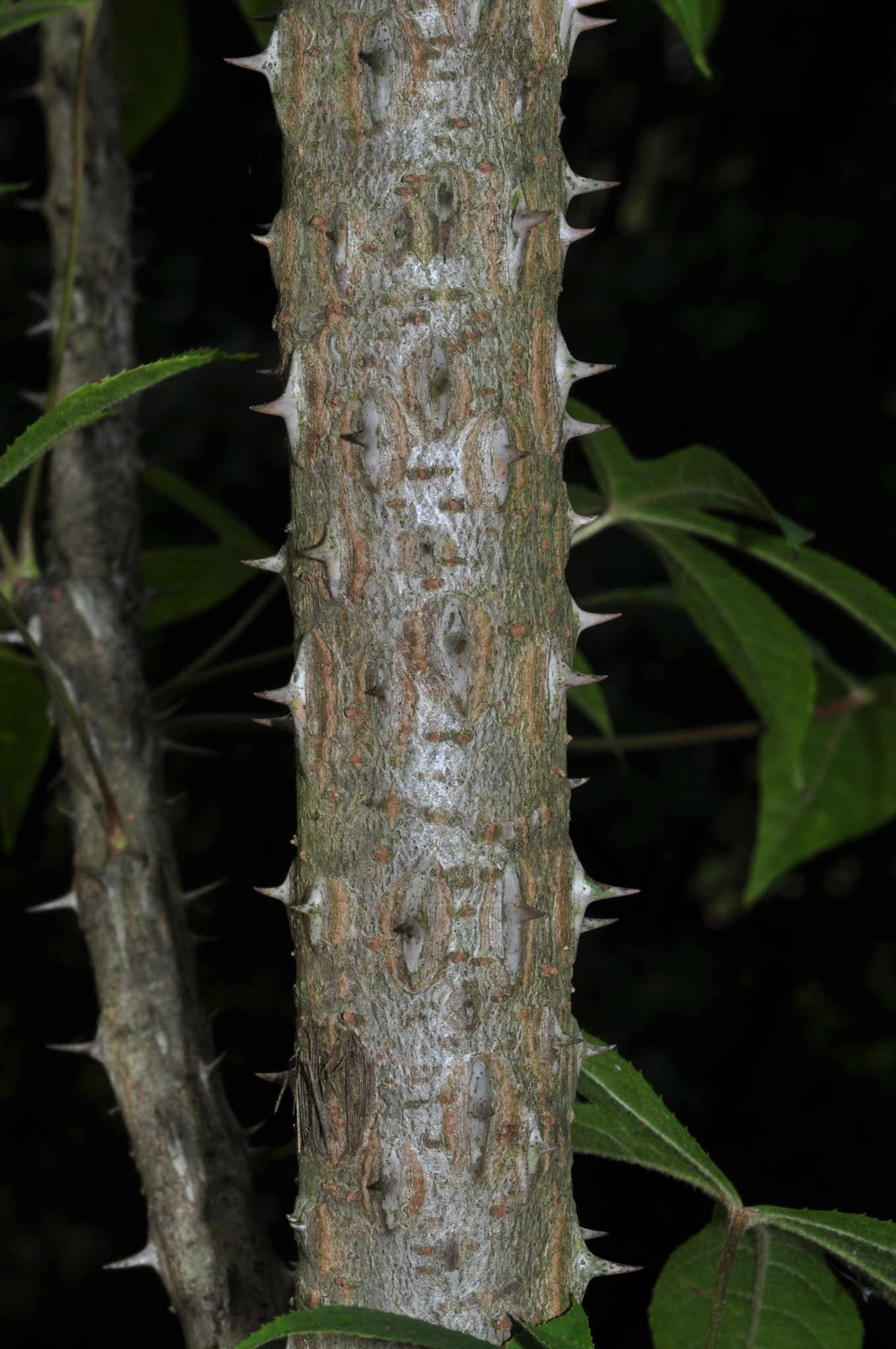 Araliaceae Kalopanax pictus