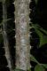 image of Kalopanax pictus
