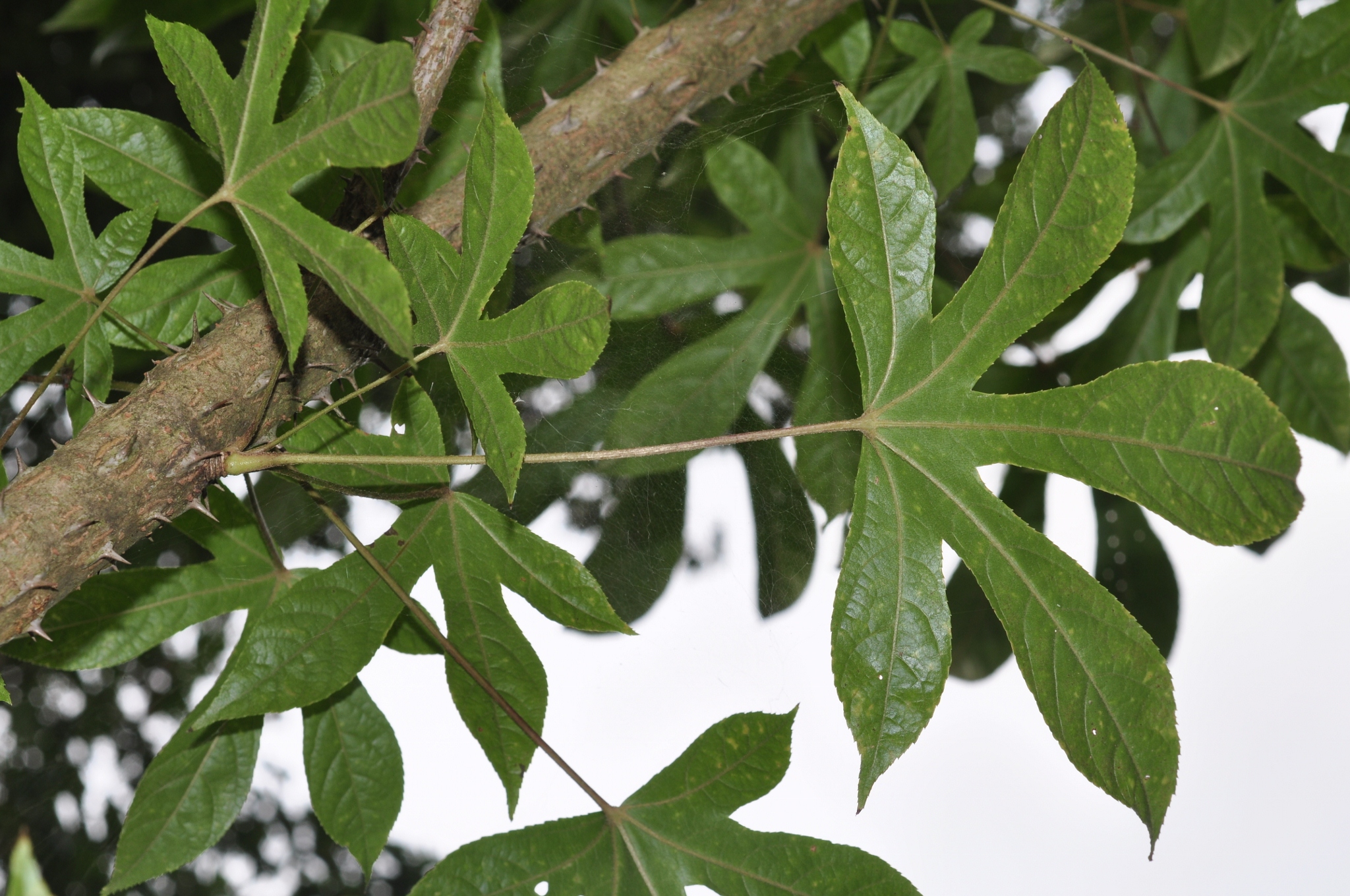 Araliaceae Kalopanax pictus