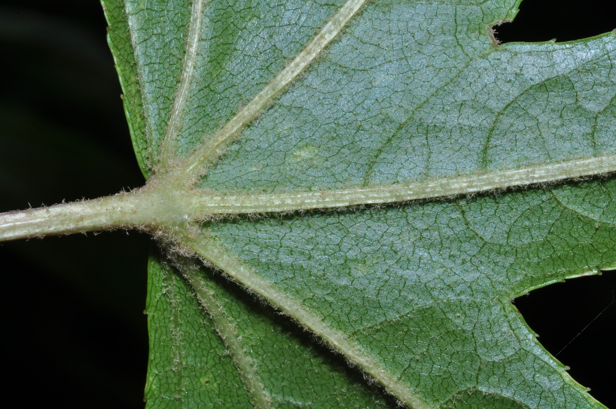 Araliaceae Kalopanax pictus